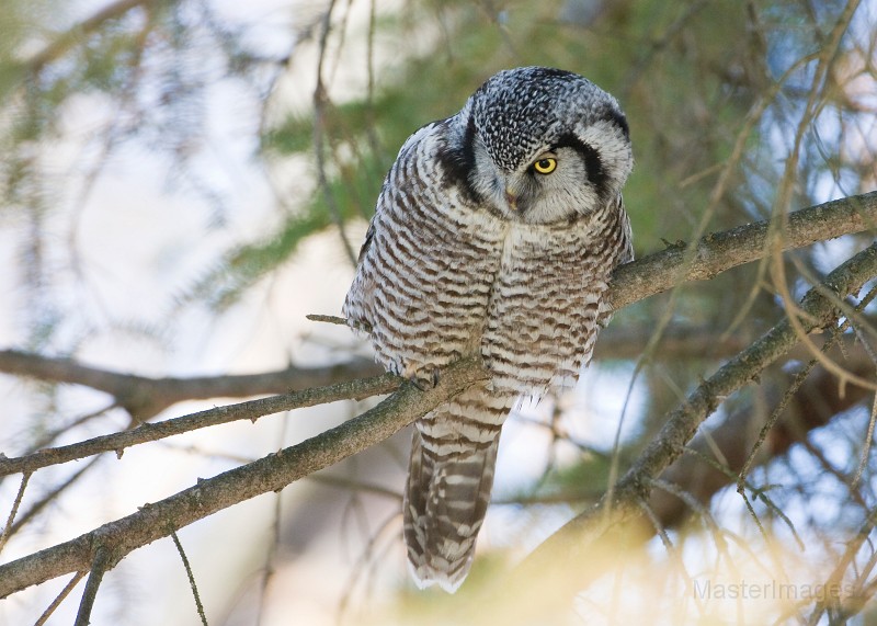 IMG_6786c.jpg - Northern Hawk-Owl (Surnia ulula)